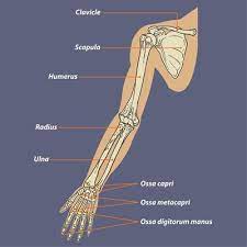 In your anatomy & physiology lecture and lab class, you will be required to name each individual bone in the human body. Human Arm Skeletal Anatomy Diagram 1166070 Vector Art At Vecteezy