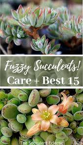 Maybe you would like to learn more about one of these? Best 15 Fuzzy Succulents And Their Care The Succulent Eclectic
