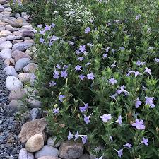 Image result for Vandellia humilis