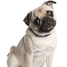 Instant free online tool for centimeter to pixel (x) conversion or vice versa. Get Pug Dog Wallpapers Microsoft Store