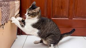 You first need to find your cat an alternative place where fluffy can scratch and spare your furniture. 4 Ways To Curb Cat Scratching Pet Health Insurance Tips