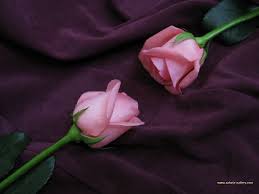 The rose hip, usually from r. 50 Free Roses Wallpaper Download On Wallpapersafari