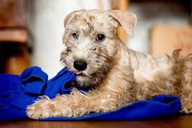 A soft coated wheaten terrier from a reputable breeder can cost anywhere from about $1300 to $2500 depending on what area of the country you live. Soft Coated Wheaten Terrier Dog Breed Information And Characteristics Daily Paws