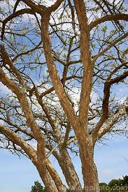 Image result for Acacia sieberiana