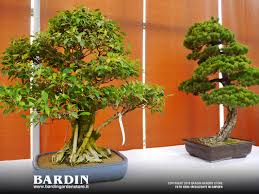 Proponiamo anche piante carnivore, bonsai, alberi da frutto e agrumi, piante aromatiche e gtanto altro ancora. Bonsai Vendita Treviso Padova E Venezia