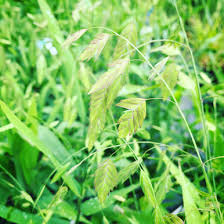 Image result for Chasmanthium latifolium