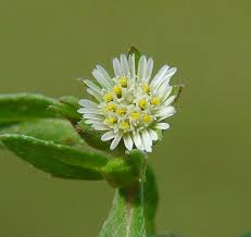 Image result for Eclipta prostrata