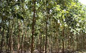 It's pest and drought tolerant, and can reach 80 feet tall and spread up to 60 feet. 7 Fast Growing Trees In India