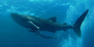 Free Free 179 Whale Shark Svg Free SVG PNG EPS DXF File