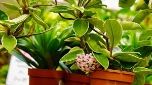 Image result for hoya plant flower