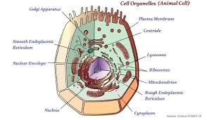 Maybe you would like to learn more about one of these? Biology Quick Guide