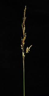 Image result for Sorghastrum stipoides