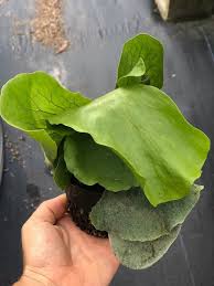 Image result for Platycerium elephantotis