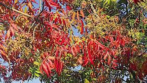 Check spelling or type a new query. Pistache Chinese Grown By You