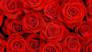 Low bridge fit frames are crafted for those with low nose bridges if the bridge of your. Aesthetic Rose Computer Wallpapers Top Free Aesthetic Rose Computer Backgrounds Wallpaperaccess