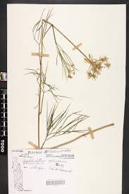 Image result for Diplolophium africanum