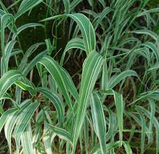 Image result for Phalaris
