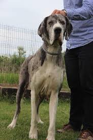 Find great dane puppies on www.petzlover. Dog German Great Dane For Sale 225 Photos Pet Supplies