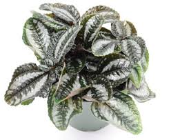 Image result for Pilea rivularis