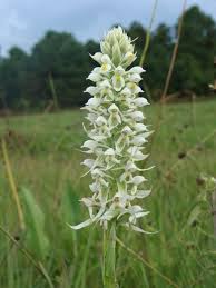 Image result for Satyrium trinerve