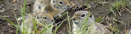 We did not find results for: Ground Squirrel Information Idaho Fish And Game