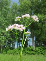 Image result for Valeriana