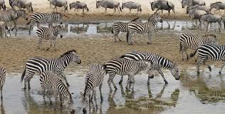 Image result for ngorongoro crater safaris and camps