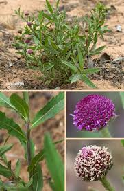 Image result for Spermacoce senensis