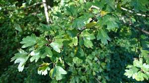 Größere geschäfte suchen kreative lösungen. Strauch Baum Mit Gezackten Blattern Biologie Pflanzen Garten