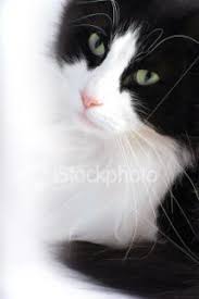 Beautiful Black And White Cat With Blue Eyes Tuxedo White Cats Crazy Cats Cats