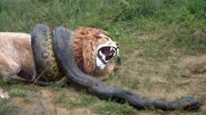 We did not find results for: Lion Vs Python Fight To Death Youtube