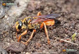 We did not find results for: Great Golden Digger Wasp Sphex Ichneumoneus