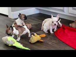 Find french bulldog puppies for sale and dogs for adoption near you in chicago, joliet, springfield, peoria or illinois. Cheap French Bulldog Puppies Under 500 Nj 07 2021