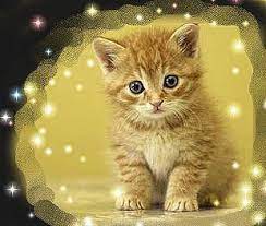 Gatito Amarillo Brillante Gato Amarillo Animales Gatito