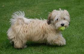Couleurs Du Bichon Havanais Info Sur Couleur Chocolat Marron Brun