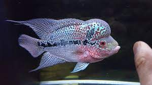 4 Months Update Baby Flowerhorn Growth To A Juvenile Fish Aquarium Fish Fish Pet