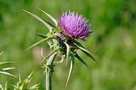 How can i feel better? How Can I Control Thistle In A Lawn Gardening Landscaping Stack Exchange