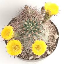 Image result for Canthium glaucum