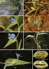 Image result for Commelina