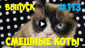 smeshnye koty i koshki 113 prikoly s kotami koshki kot smeshnye koshki