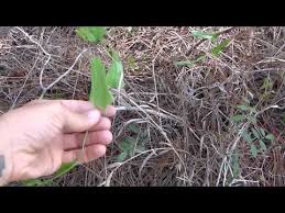 Watercress is a common plant that can be grown in the state of florida. Wild Edible Foraging In Florida Youtube