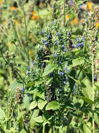 Image result for Salvia hispanica