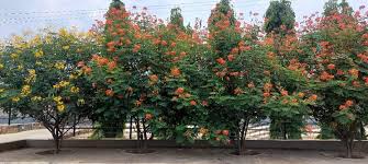 Image result for Triaspis macropteron