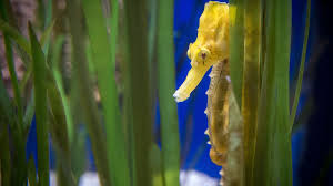 Long ago, gardeners who lived near the ocean learned that seaweed was good for their plants. 11 Benefits Of Seaweed Fertilizers And How To Use It Hubpages