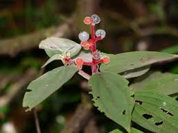 Image result for Melastomataceae