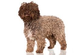 Spanish Water Dog Standard - 2021