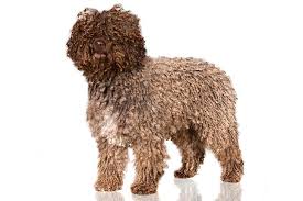 Because you will have to live with that name for a longer time. Spanish Water Dog Dog Breed Information