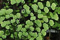 Image result for Adiantum poiretii