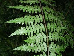 Image result for Blotiella natalensis