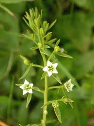 Image result for Thesium nigricans